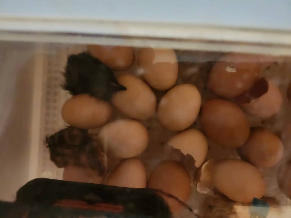 Chicks hatching, Chicken eggs hatch