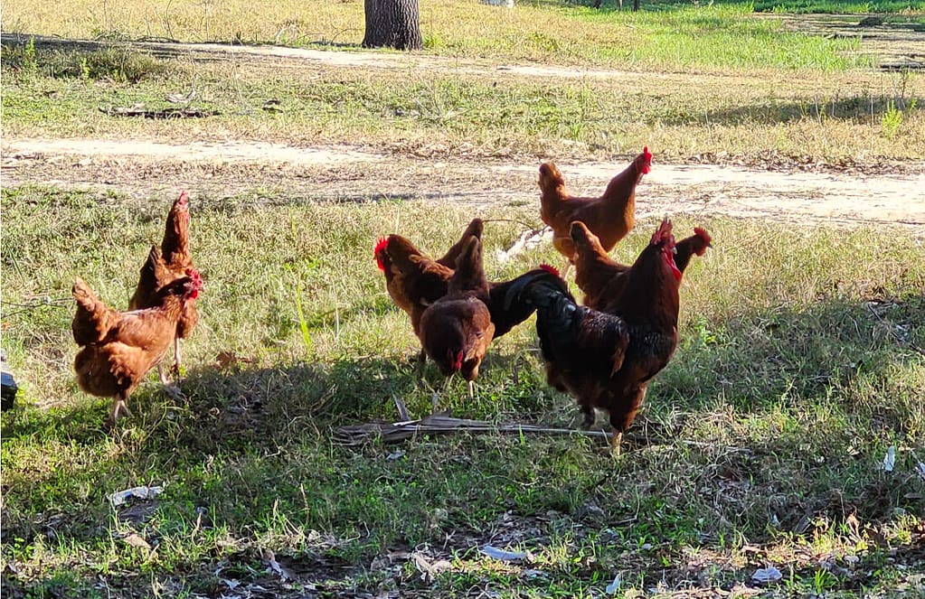 Raising Backyard Chickens: The Ultimate Guide - Pure Country Liv'n