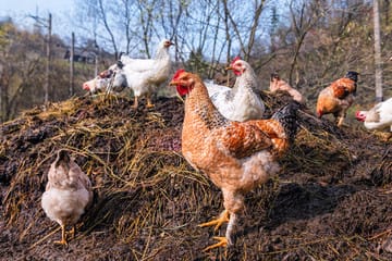 Chicken manure compost