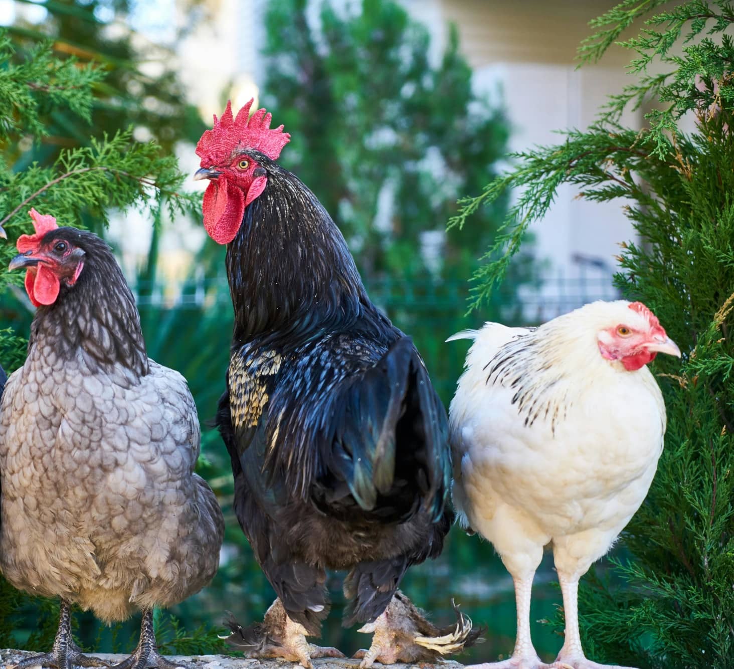 Raising Backyard Chickens: The Ultimate Guide - Pure Country Liv'n